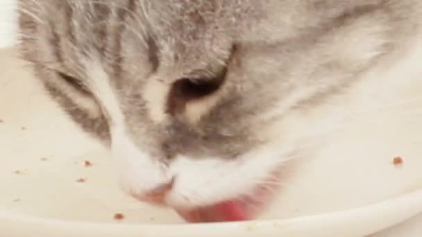 Katze frisst im fast leeren Teller — Stockvideo