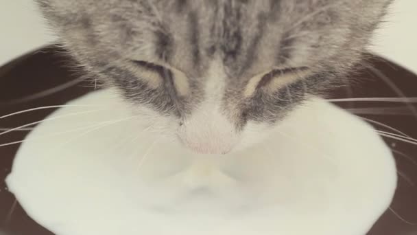 Muso gatto che beve latte da un piattino . — Video Stock