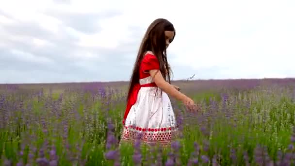 Τη συλλογή άνθη σε πεδίο λεβάντα κορίτσι — Αρχείο Βίντεο