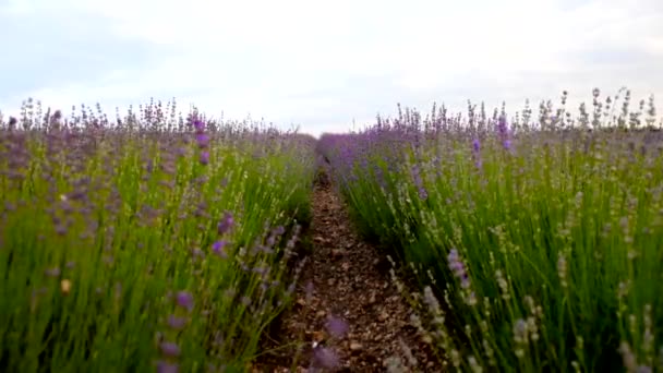 Lavendelfeld im Süden Frankreichs. — Stockvideo