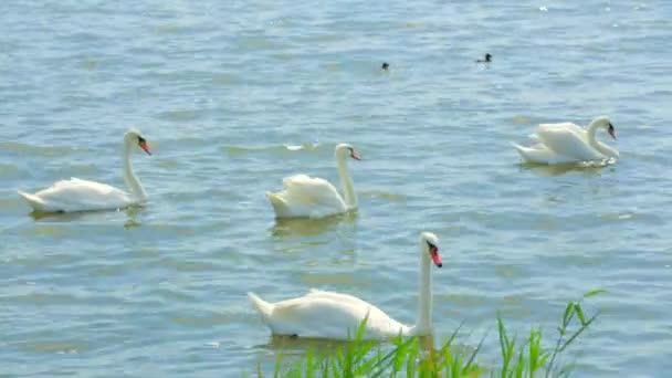 Лебеді, з немовлятами купання в озері — стокове відео