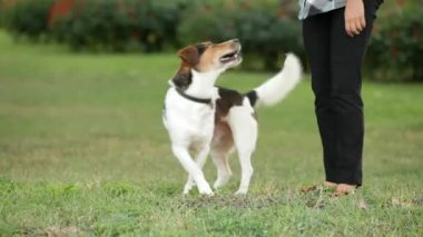 Köpek iki ayak üzerinde