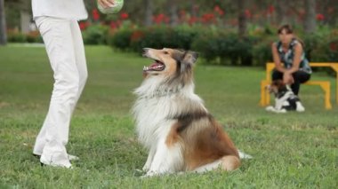 eğitimli köpek