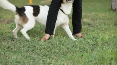 Köpek hileci gösterir