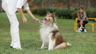 Güzel safkan köpek
