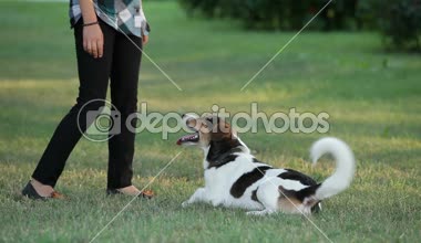 köpek eğitimi