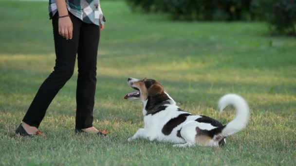 Hundträning — Stockvideo