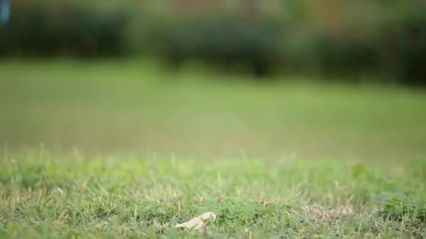 Schöner reinrassiger Hund — Stockvideo