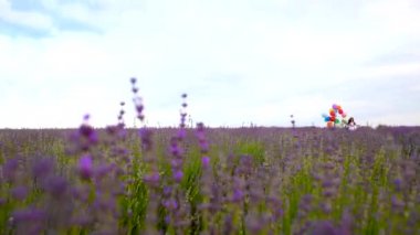 Lavanta renkli topları ile araziyi bir çocuk çalışır