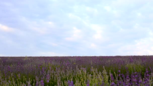 Mädchen mit Luftballons im Lavendelfeld. — Stockvideo
