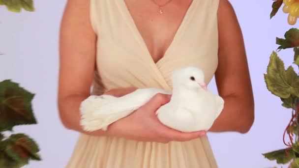 Girl With A Dove In His Hands — Stock Video