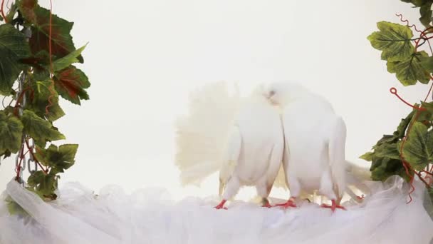 Duas pombas brancas — Vídeo de Stock
