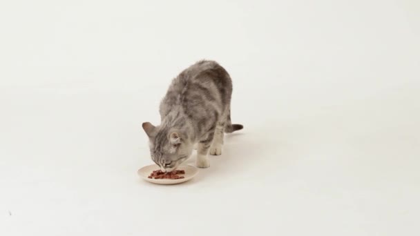 Смачна їжа для кота — стокове відео