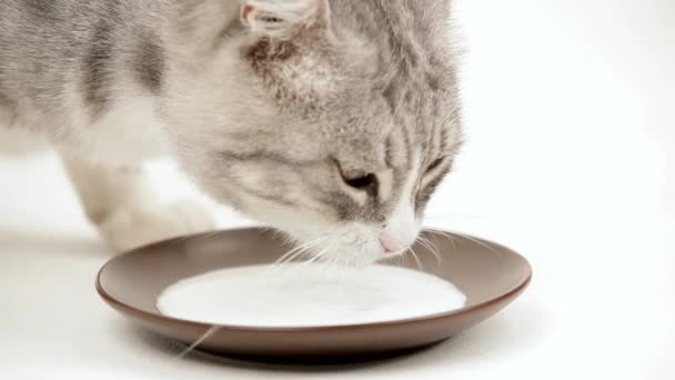 boisson pour chat lait