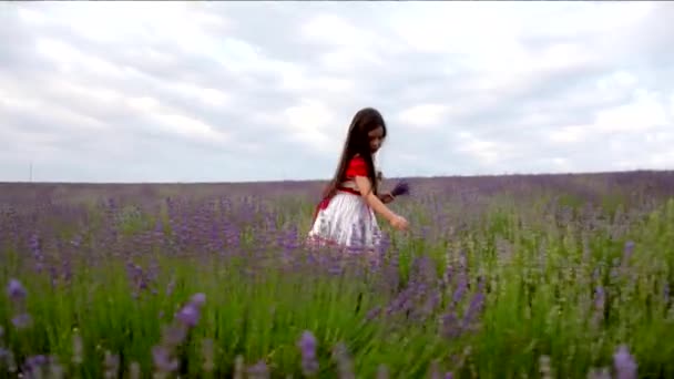 Mädchen sammelt Lavendel — Stockvideo