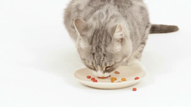 Cibo per il nobile gatto — Video Stock