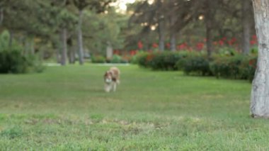 Rough collie çalışır.