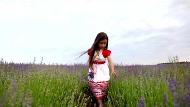 Menina fazendo um monte de lavanda — Vídeo de Stock