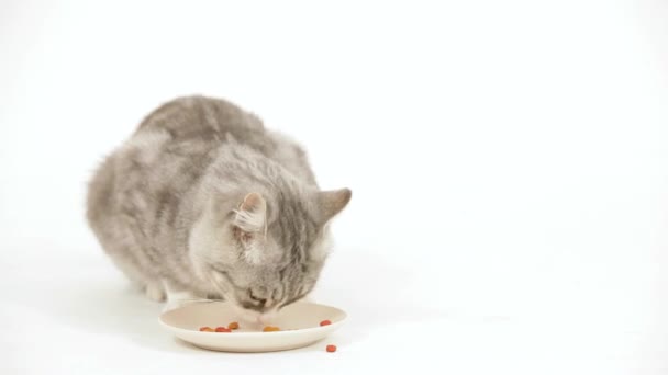 猫は彼の特別な食事を食べる — ストック動画