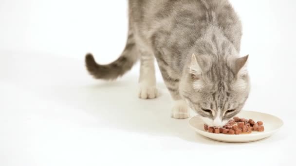 Vlees eten voor katten — Stockvideo