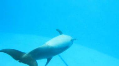 Dolphinarium içinde göster