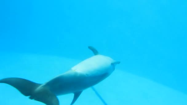 Show im Delfinarium — Stockvideo