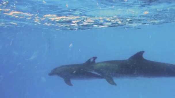 Pair Of Dolphins — Stock Video