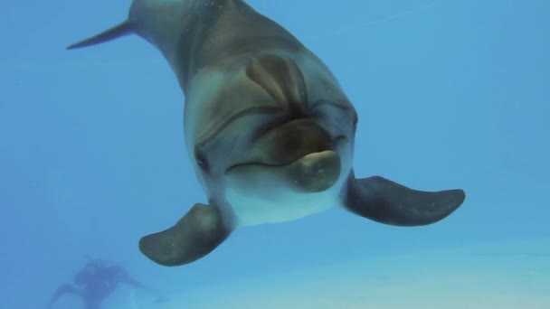 Delfines en un embalse — Vídeo de stock