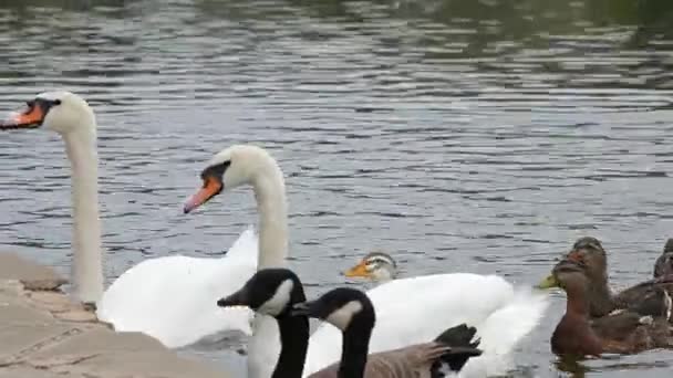 Rebanho de aves — Vídeo de Stock