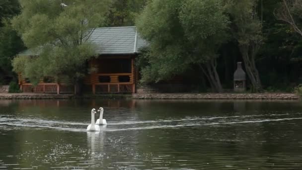 Κύκνοι σε μια λίμνη — Αρχείο Βίντεο