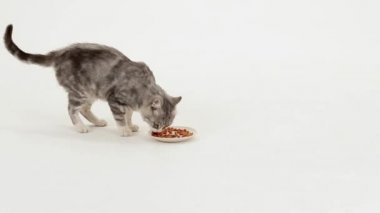 Gri tekir kedi kuru mama yiyor