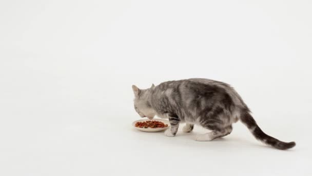 Le propriétaire a donné Kitty délicieuse nourriture .