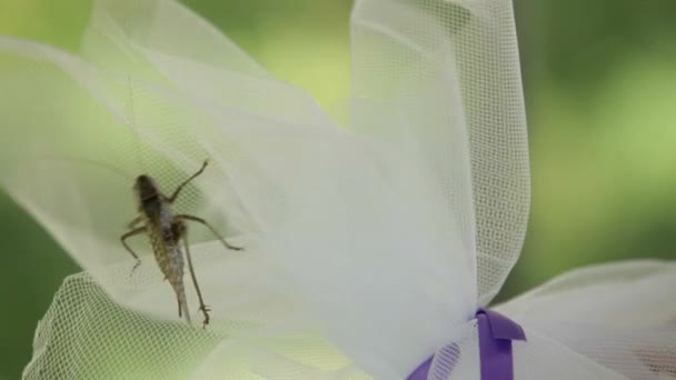 Gräshoppa på blomma — Stockvideo