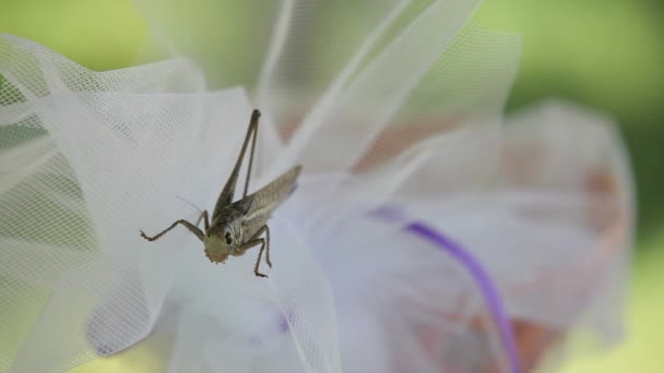 Insectos heridos — Vídeos de Stock