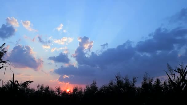 Zonsondergang in het bos — Stockvideo