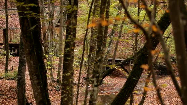 Bosque de otoño — Vídeos de Stock