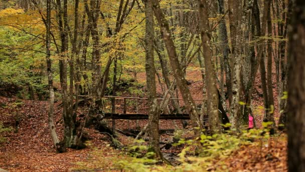 Bosque de otoño con un puente — Vídeo de stock