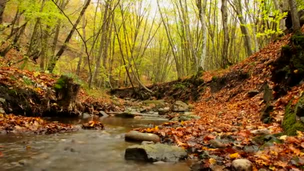 Pequeño río — Vídeo de stock