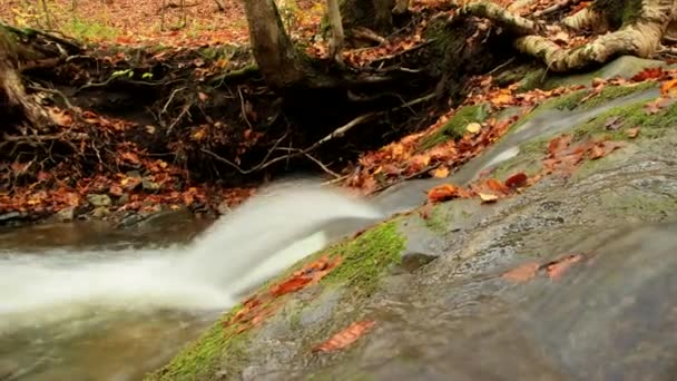 きれいな川の流れ — ストック動画