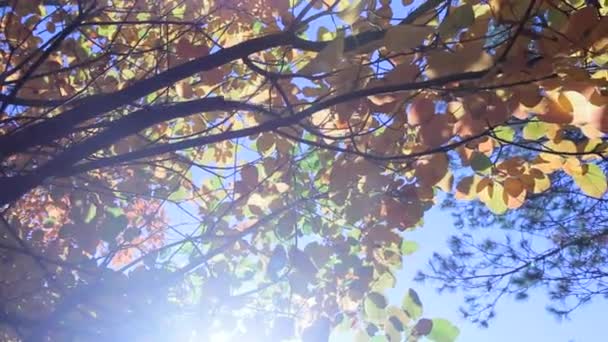 Herbstbaum — Stockvideo