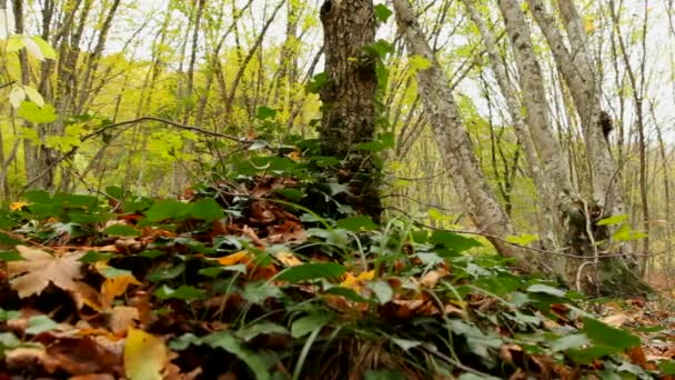 Plantas forestales — Vídeo de stock