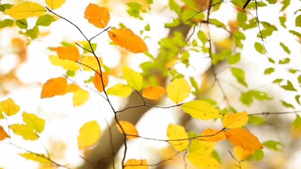 Autumn Leaves — Stock Video