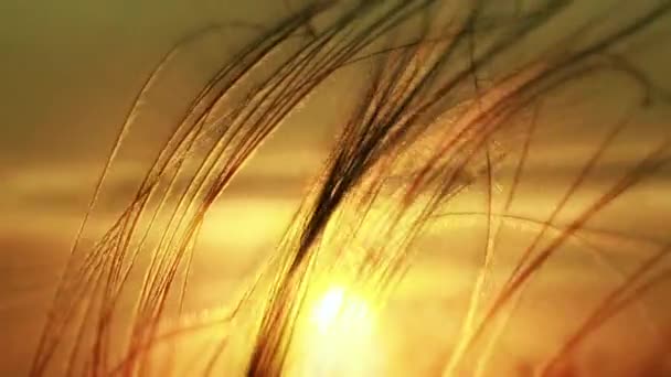 Трава против заходящего солнца . — стоковое видео