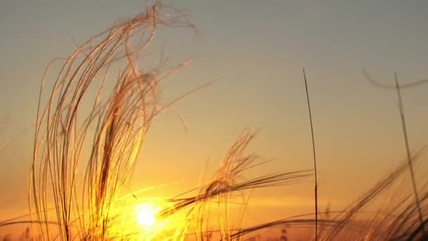 Sol al atardecer — Vídeo de stock