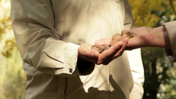 Nueces en las manos — Vídeos de Stock