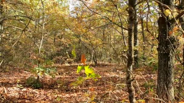 Vrouw wandelingen in het park — Stockvideo