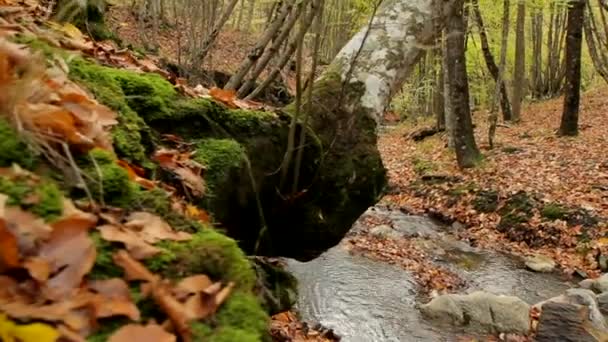 野生の森林面積 — ストック動画