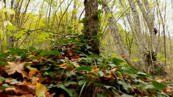 Plantas forestales — Vídeo de stock