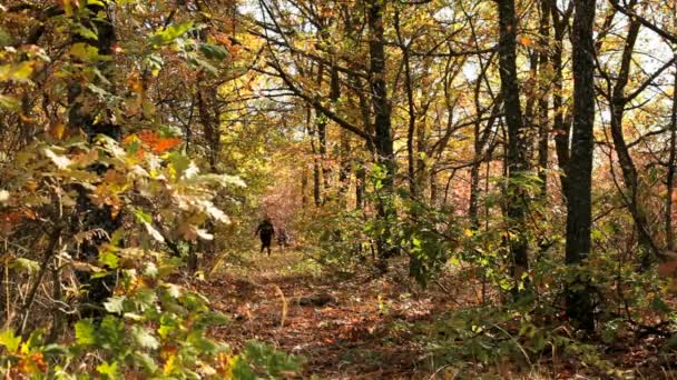 Familie wandelingen In het bos — Stockvideo