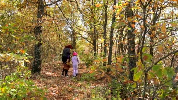 Проходячи через осінній ліс — стокове відео